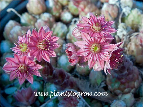 Flowers of Hens and Chicks Cob Web